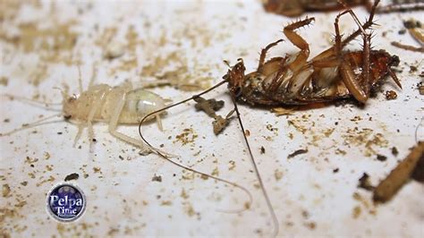 cockroach change skin|Cockroach changing his Skin in to a White roach .